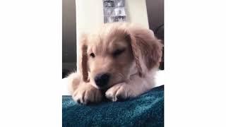 Funny And Cute Golden Retriever Puppies Compilation #1 | Cutest Golden Puppies Love