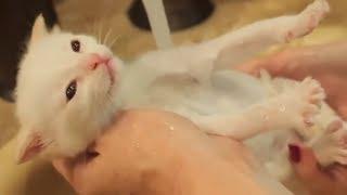 These Animals Love To Take A Bath | Funny Animals Video