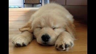 Funny And Cute Golden Retriever Puppies Compilation | Cutest Golden Puppies Love