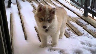 ❄️ Funny Animals Love Winter ❄️ Cutest Animals Playing With Snow 2018 ⛄