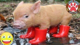 Cute & Funny Micro Pig - A Cute Mini Pig Videos Compilation 2019