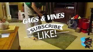For those who love their pets Try Not To Laugh Watching Funny Animals 2018