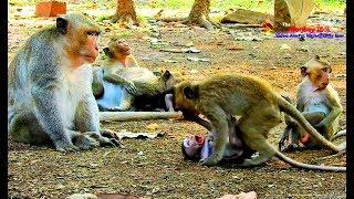 King Wonder Why Small Baby Monkey Open Big Mouth Like This, Fun Monkey Joke Time