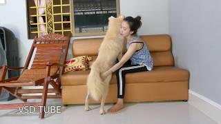 Cute Girl Playful And Love Her Funny Dog TOTO So Much At Her Home,Girl Relax With Dog Free Time