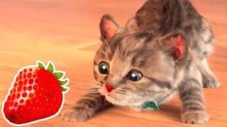 Little Kitten My Favorite Cat Educational Games - Fun Pet Care Learning Colors Gameplay