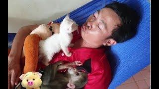 Baby Monkey | Cute Doo And Funny Cat Miu Love Daddy The Most