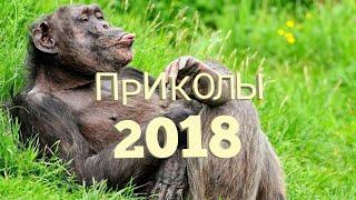 Приколы 2018 | Jokes time | Видео приколы | Time of jokes