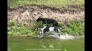 Funny Great Danes Love to Race through Dirt and Water