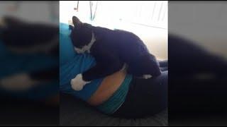Funny Cat Reaction to Pregnant Belly - Cats Love and Protect Baby in Womb