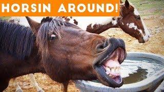 Funniest Horse Videos of 2018 Weekly Compilation | Funny Pet Videos
