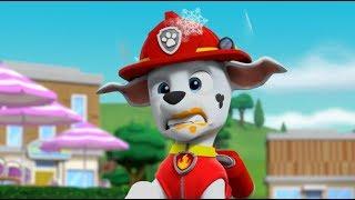 Funny moments Dogs cartoon for kids #10