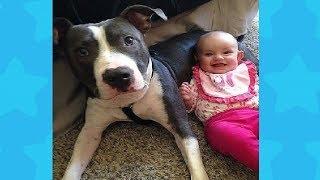 Funny Dog with Baby belly laughing very happy #2 | Dog loves Baby Videos