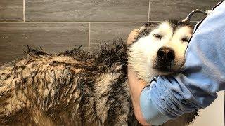 The Funny Experience Of Bathing My Siberian Huskies!!...