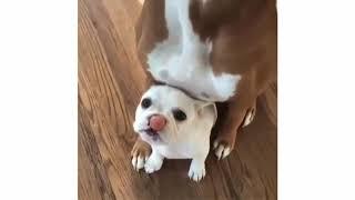 Cute and funny puppies compilation 2018 | Cute puppy dog videos