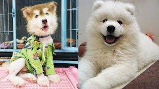 Dog Love Cute And Funny Dog Videos Compilation - A Cute Dog Video